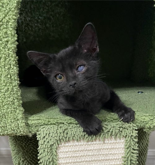 Peanut the Sweetie