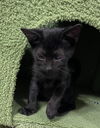 Peanut the Sweetie