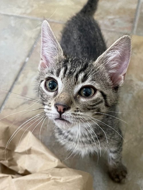 Biscuit