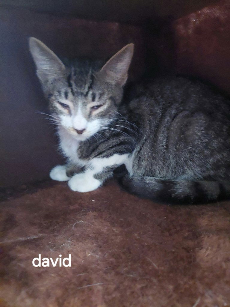 adoptable Cat in Oviedo, FL named David