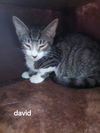 adoptable Cat in Oviedo, FL named David