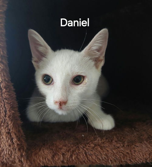 Daniel