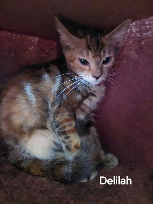 Delilah