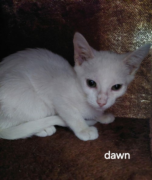 Dawn