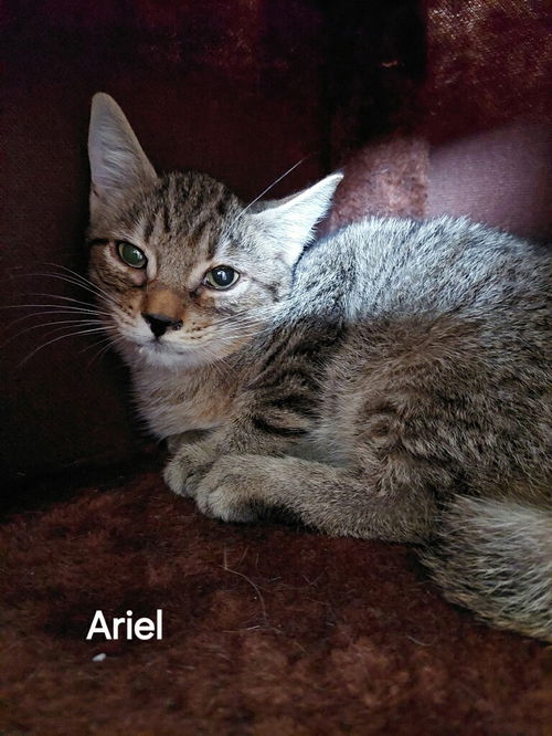 Ariel