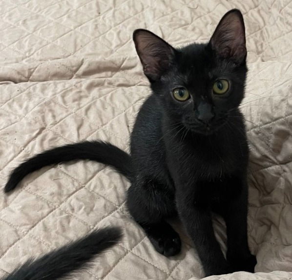 adoptable Cat in Oviedo, FL named Shadow