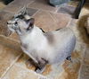 Tux the Handsome Siamese