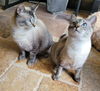 Tilly the Gorgeous Siamese