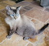 Tilly the Gorgeous Siamese