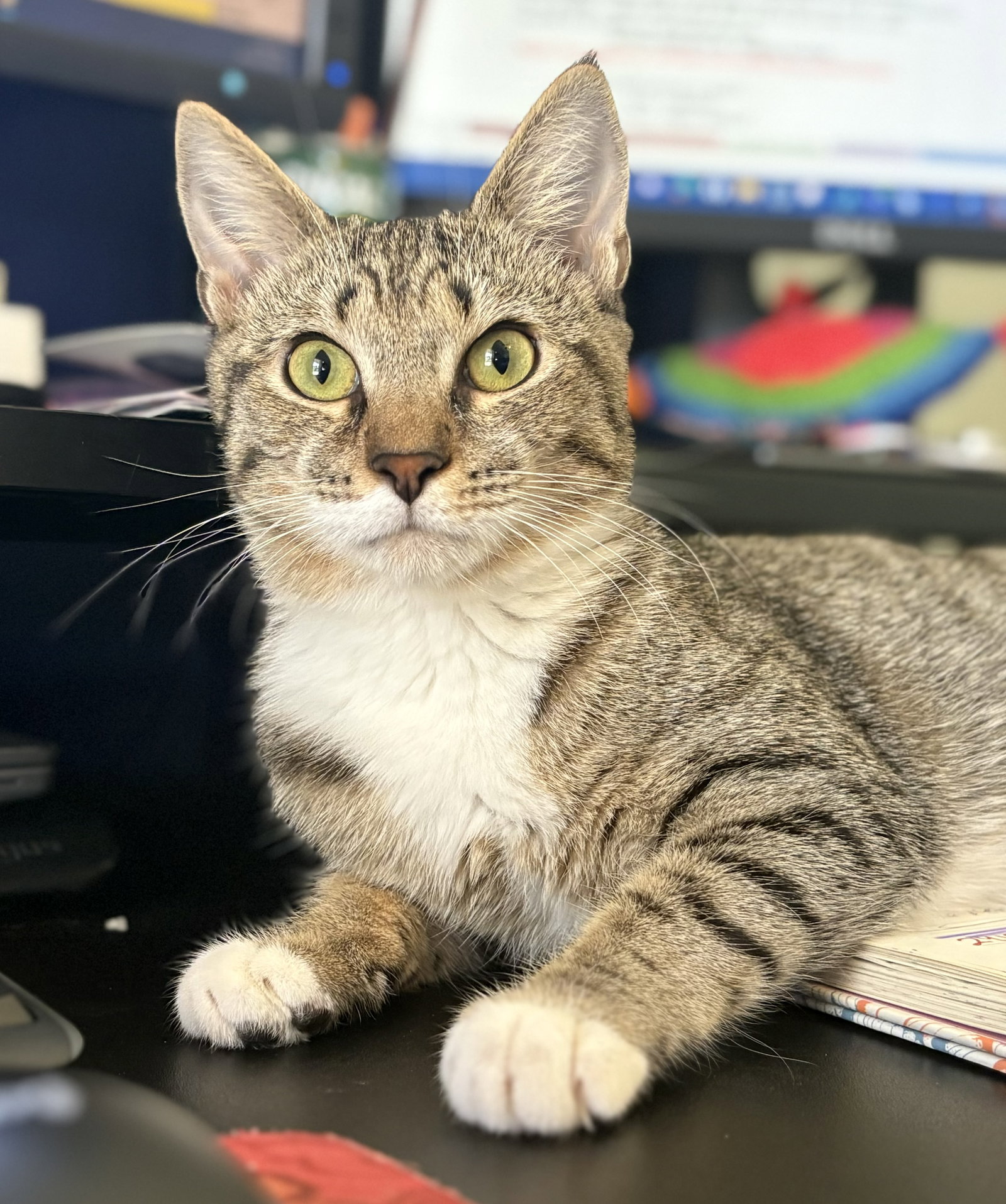 Adopt Amalie the Lap Cat from cats-can inc in Oviedo Fl!