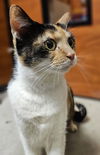 adoptable Cat in Oviedo, FL named Purzilla