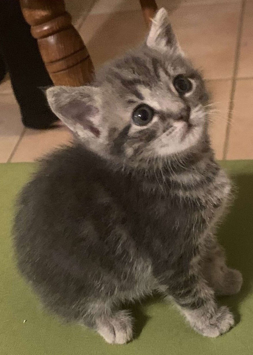 adoptable Cat in Oviedo, FL named Carmen