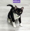 adoptable Cat in Oviedo, FL named William