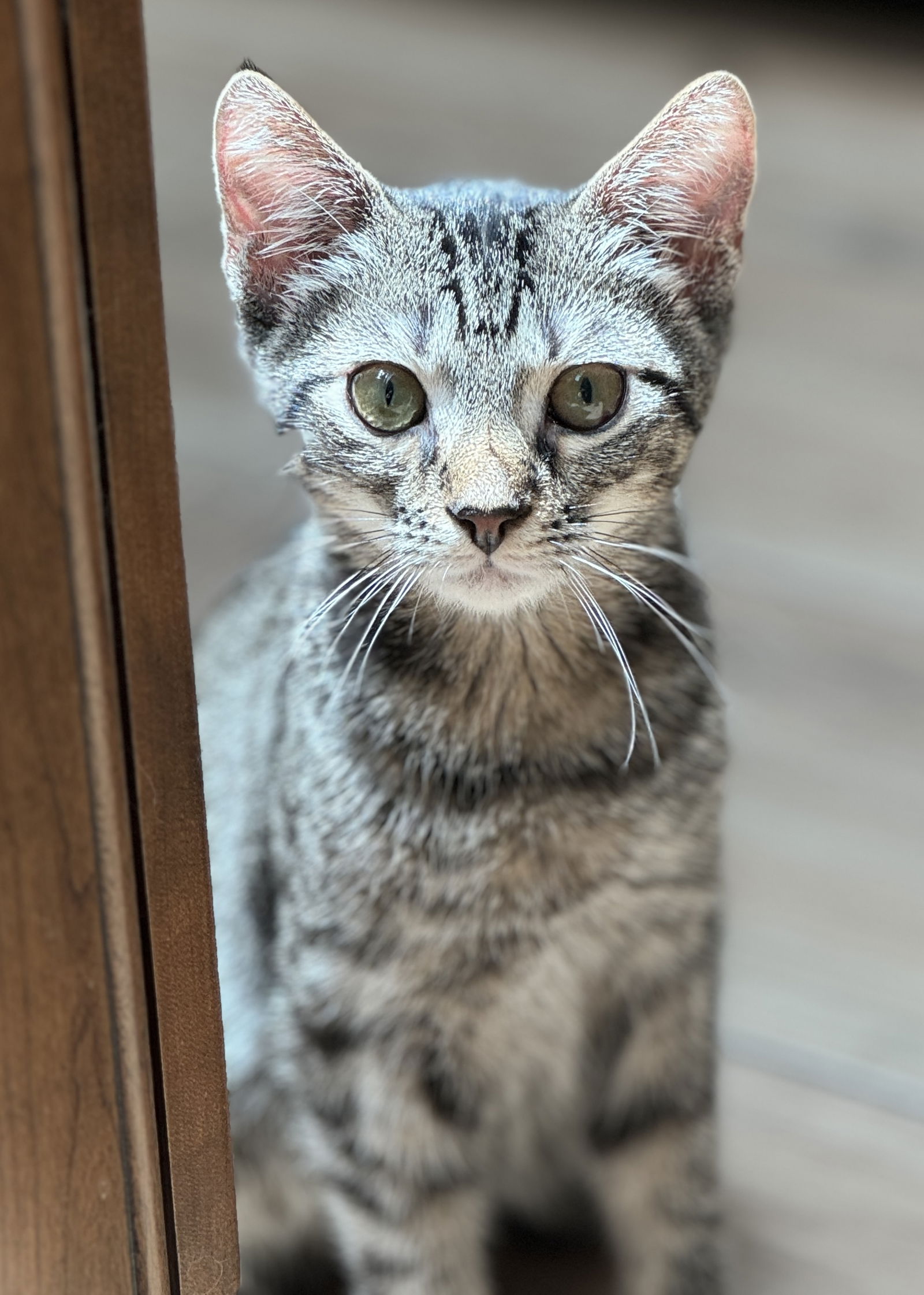 adoptable Cat in Oviedo, FL named Braveheart