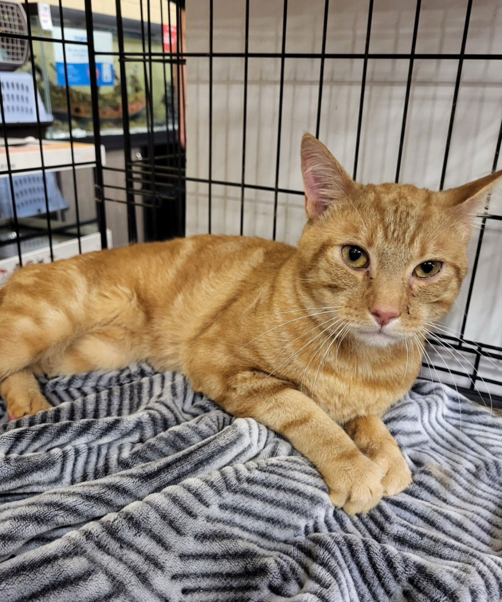 adoptable Cat in Orlando, FL named Sniper