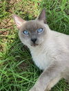 Squeakamese the Blue Point Siamese