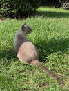 Squeakamese the Blue Point Siamese