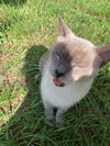 Squeakamese the Blue Point Siamese