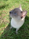 Squeakamese the Blue Point Siamese