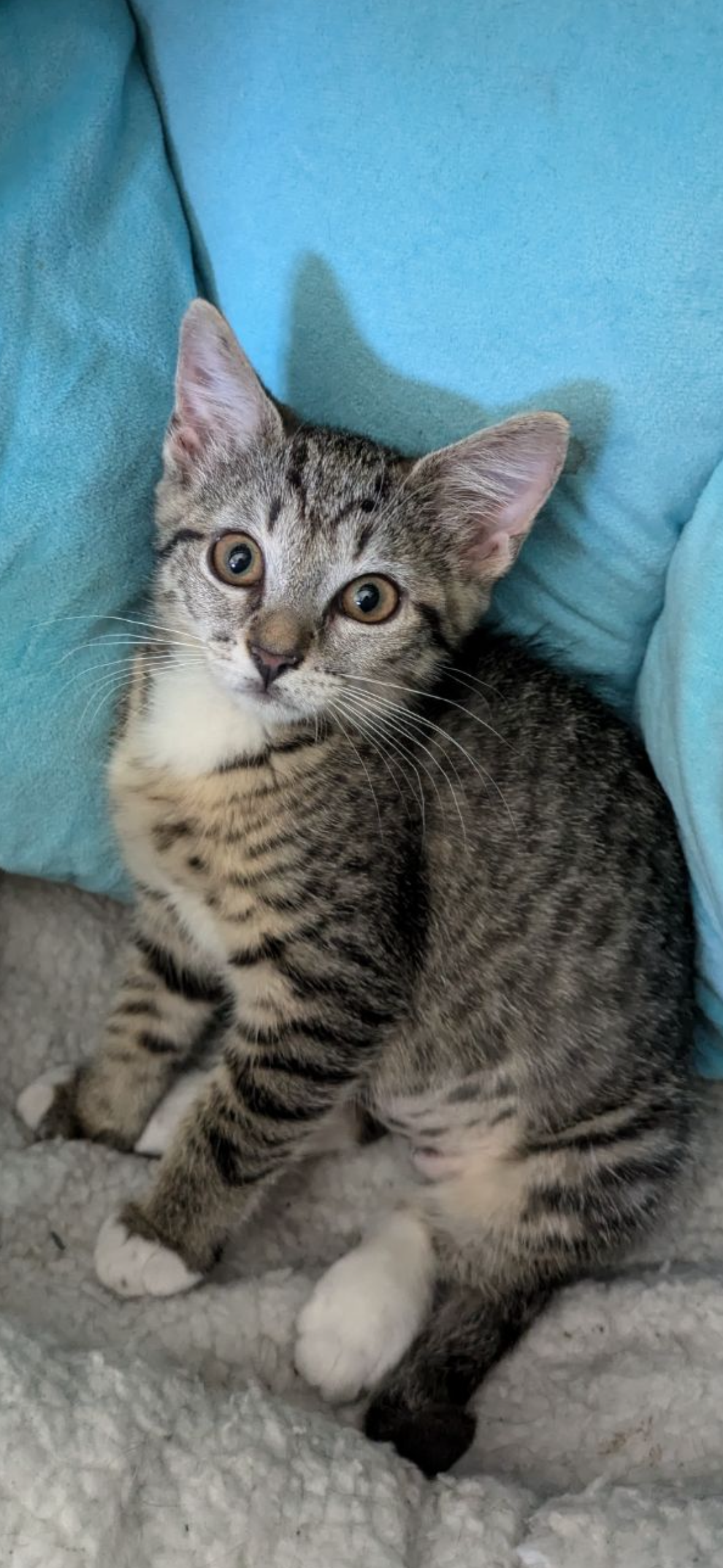 adoptable Cat in Oviedo, FL named Colleen