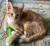 Big Al the Polydactyl Tabby