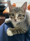 Pepper the Brown Polydactyl Tabby