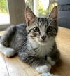 Pepper the Brown Polydactyl Tabby