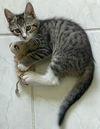 Pepper the Brown Polydactyl Tabby