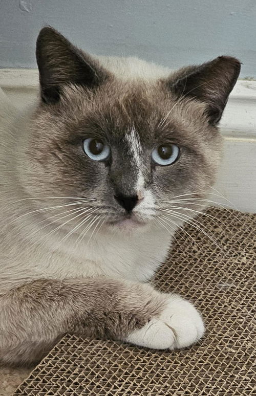 Apollo the Blue Point Siamese