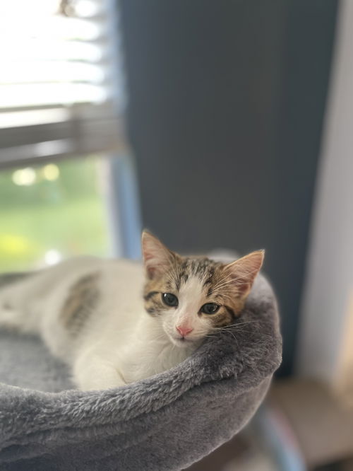 Kit Kat