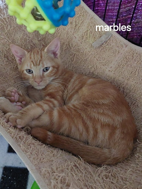 Marbles