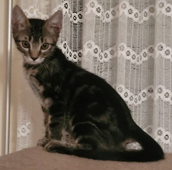 Adopt Spike from catscan inc in Oviedo Fl!