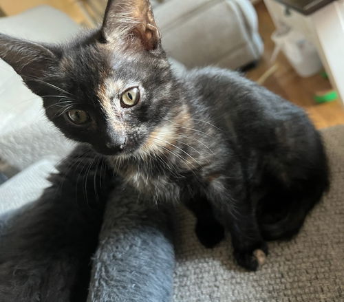 Penny