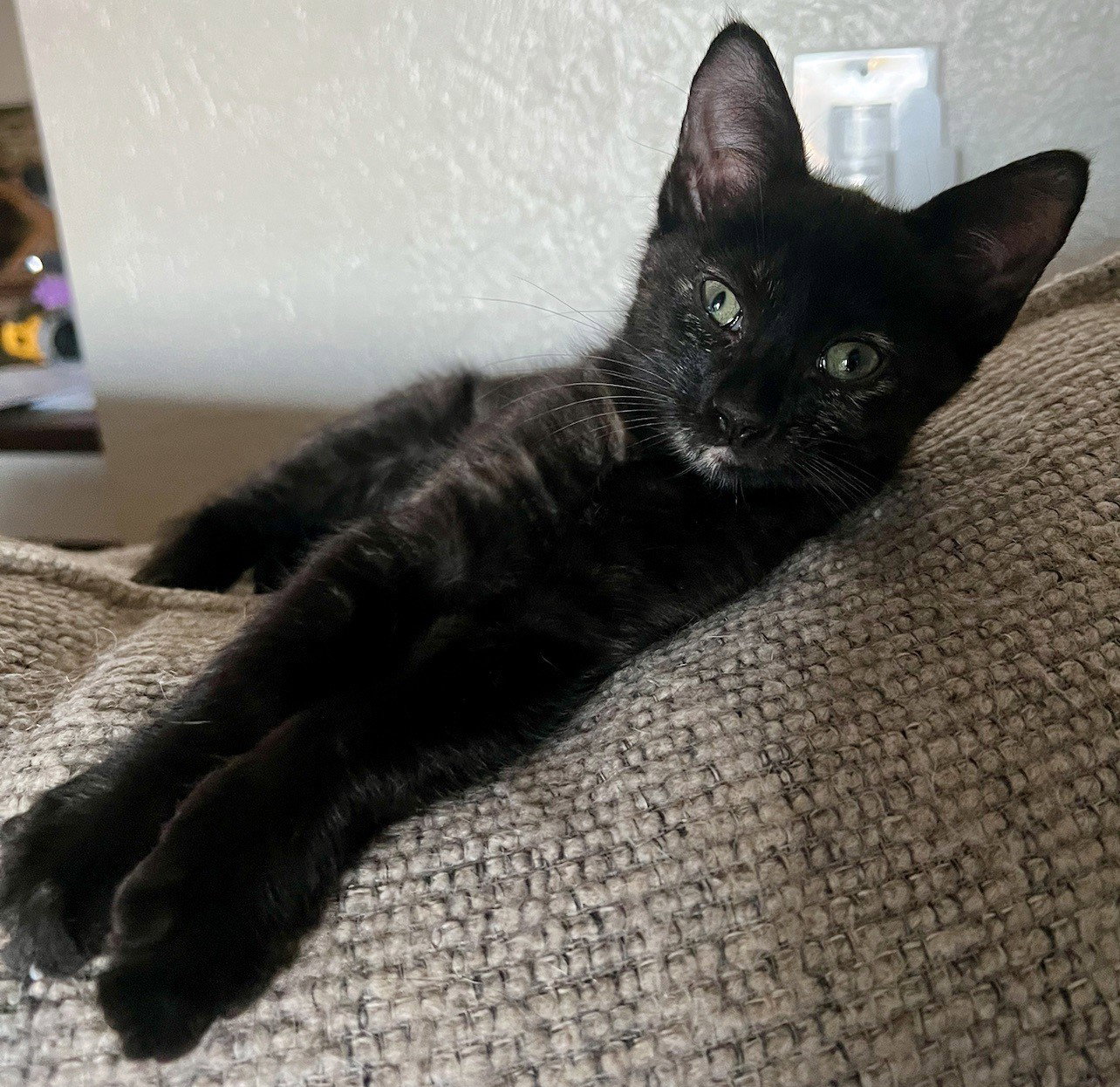 Adopt Pip from catscan inc in Oviedo Fl!