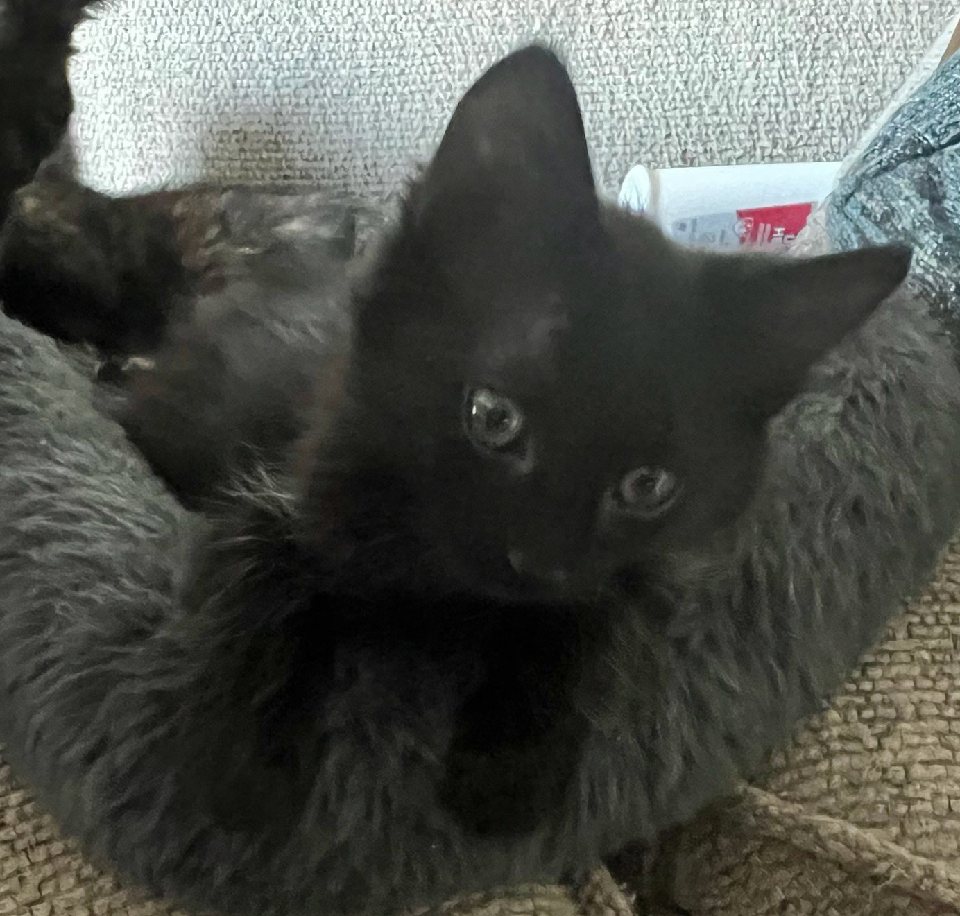 Adopt Carl from catscan inc in Oviedo Fl!