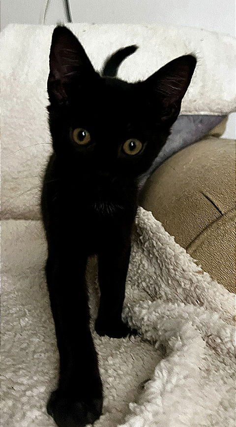 Kit