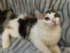 Bijou