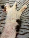 Bijou