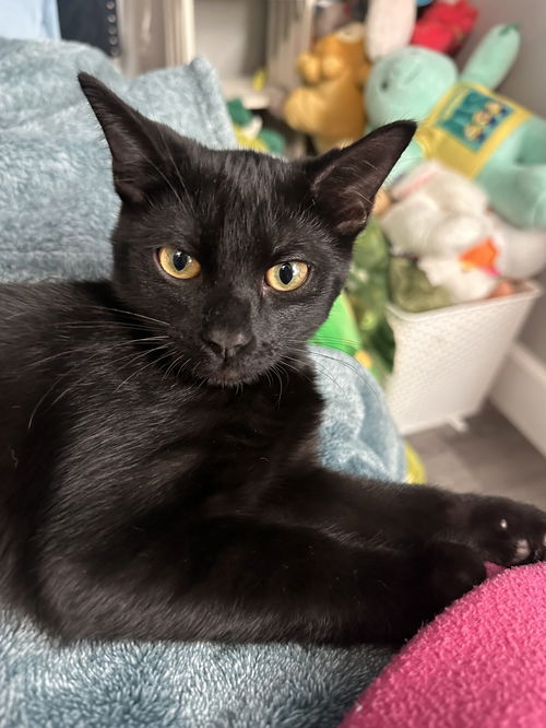 Leo the Sweet
