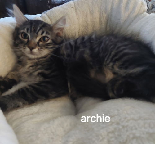 Archie