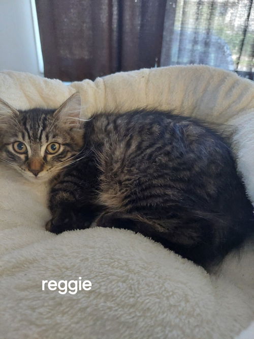 Reggie