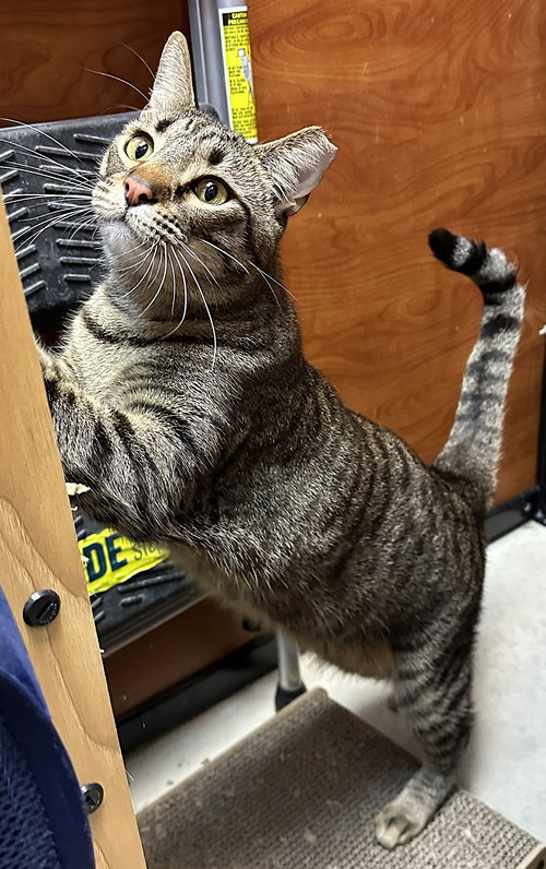 Tobi, Adult Domestic Short Hair / Mixed (short coat), cat for adoption in Altamonte Springs, Florida
