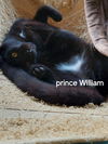 Prince William