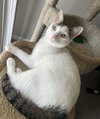 Thorin