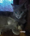 Cindy the Gray Beauty