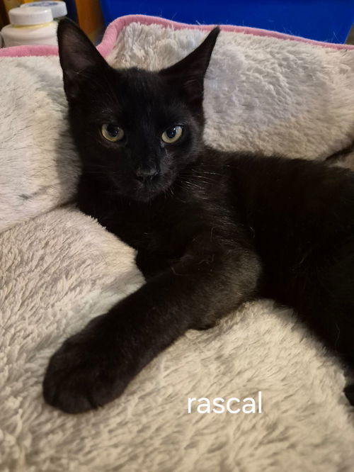 Rascal