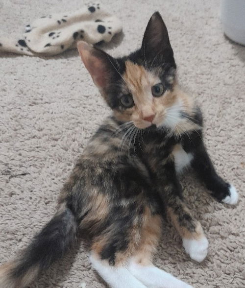 Peanut