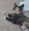 Peanut
