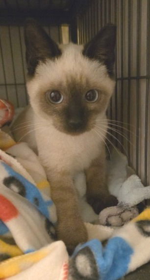 Sam the Chocolate Point Siamese