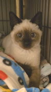 Sam the Chocolate Point Siamese